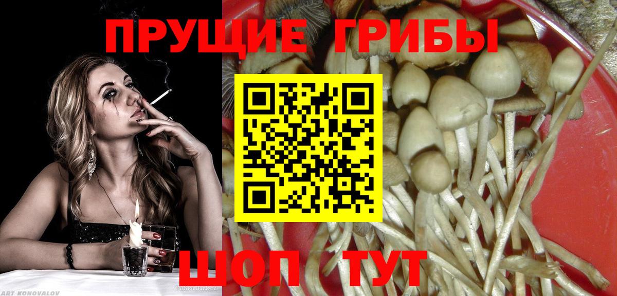 Вышний Волочёк  Галлюциногенные грибы GOLDEN TEACHER  Псилоцибиновые грибы MAGIC MUSHROOMS  Вход с VPN 