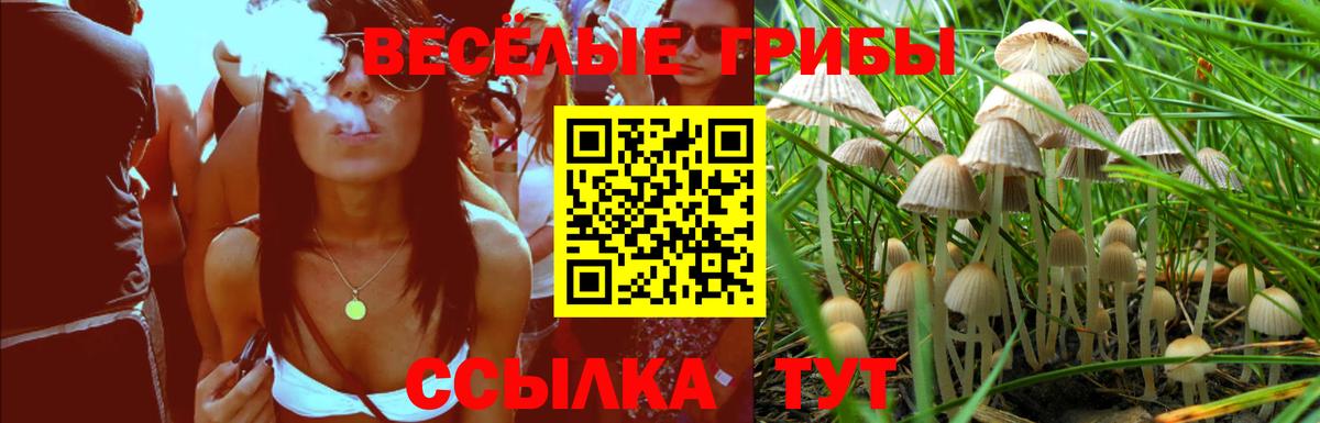 Псилоцибиновые грибы прущие грибы Вышний Волочёк